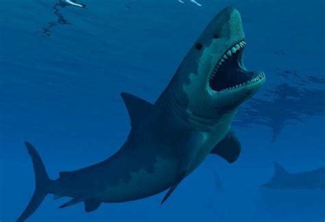 已灭绝的十大鲨鱼有哪些，巨齿鲨是顶级掠食者(1500-260万年前) — 探灵网