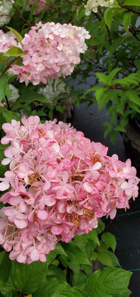 Hydrangea, Vanilla Strawberry - Birchfield Nurseries