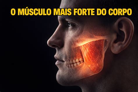 The strongest muscle in the human body isn't in the arms or legs: the masseter can generate over ...