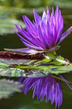 37 Best 荷花 images | Water lilies, Beautiful flowers, Planting flowers