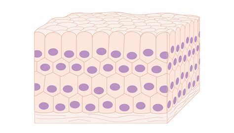 8 Reasons and Benefits to Add Millets to Your Diet | FITPASS