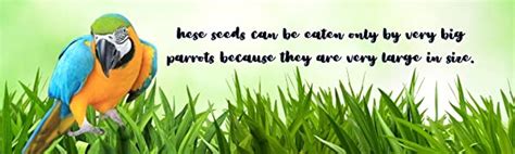 Tirupati Agro Seeds Sun Flower Seeds For Bird Food Of All Life Stages ...