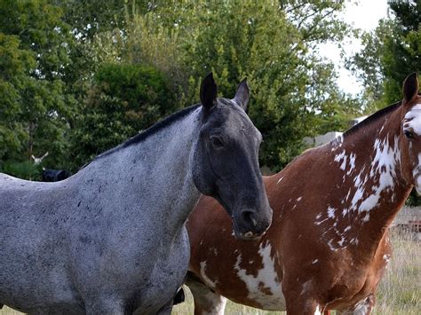Black Base Horse Coat Color - The Equinest