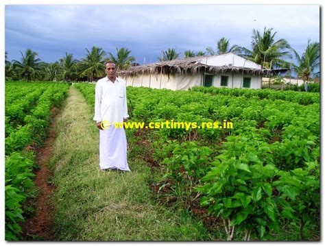 Senior Citizen in Sericulture | Central Sericultural Research ...