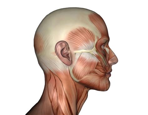 Facial Fitness - das revolutionäre Workout für ihr Gesicht