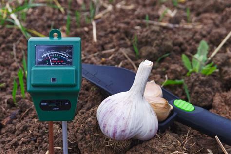 Image result for Sprouting Garlic