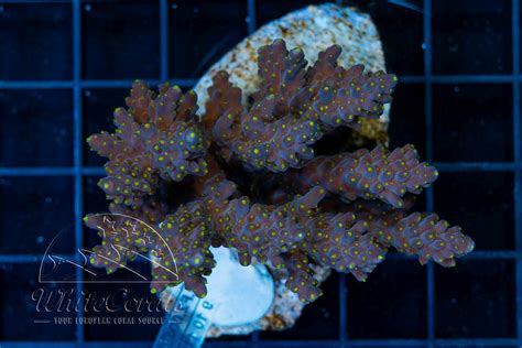 Acropora nana Tricolor (Filter)-SPS1_251114_203