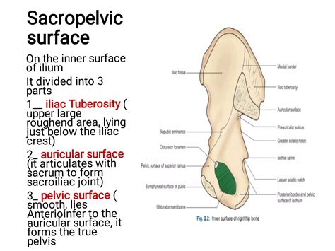 Anatomy of ilium bone-WPS Office.pdf