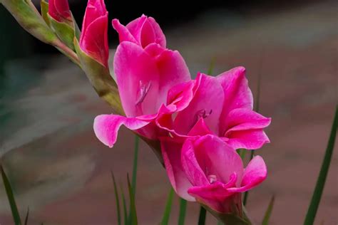 Tang calamus aliases: Calamus, Sword Orchid, Bamboo Lotus, Ten Kinds of Brocade, Thirteen Taibao ...