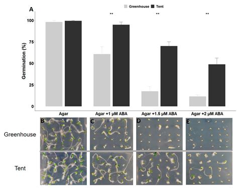 Effects of Maternal Environment on Seed Germination and Seedling Vigor ...
