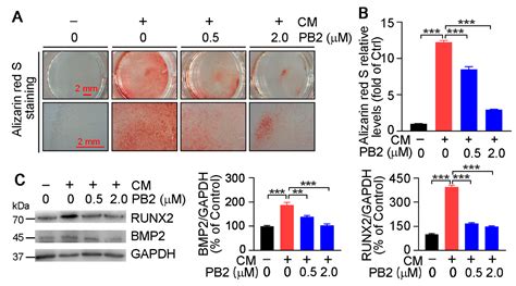 Procyanidin B2 Reduces Vascular Calcification through Inactivation of ...
