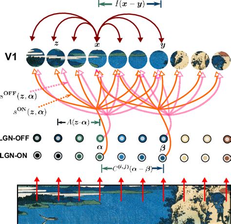 Image result for Primary Visual Cortex