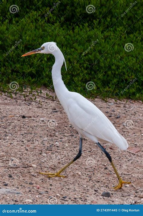 A White Heron Bird Hunts on a Sandy Shore, Red Sea, Marsa Alam, Egypt ...