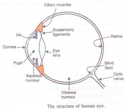 (a) Draw a simple diagram of the human eye and label clearly the cornea ...
