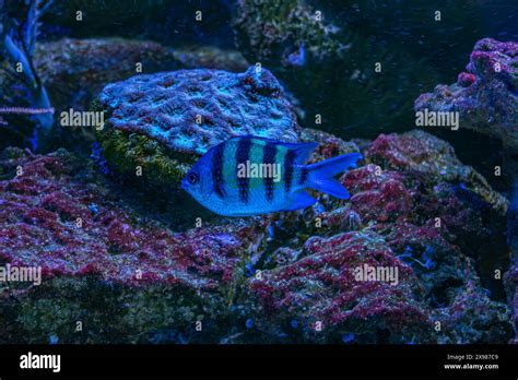 Image result for Colorful Angelfish