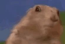 Image result for Dramatic Gopher