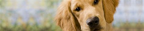 Feeding Puppies: Tips for the First 6 Months | IAMS