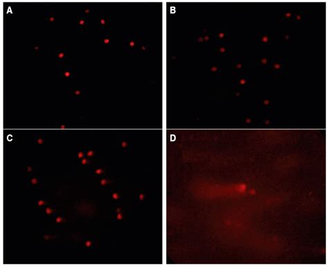 Antigenotoxic Effect of Piperine in Broiler Chickens Intoxicated with ...