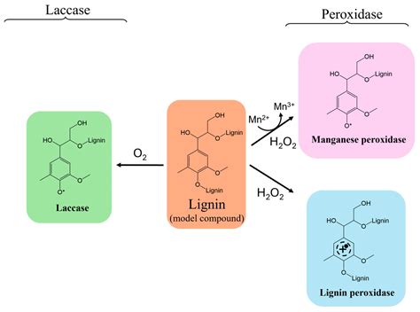 Electrochemical Strategies for Lignin Valorization: Advancing Biomass ...