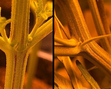 Chill !!! The Easy Guide to Spotting Male/Female Cannabis Plants