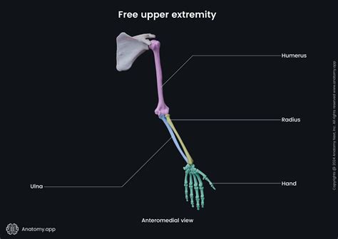Upper Limb Bone Anatomy Upper Limb Arteries & Upper Limb Bones From