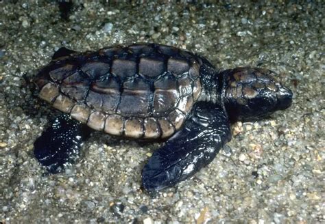 Loggerhead Sea Turtle 的图像结果