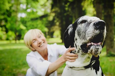 10 Best Dog Foods For Great Danes: A Giant Dog Worthy Feast