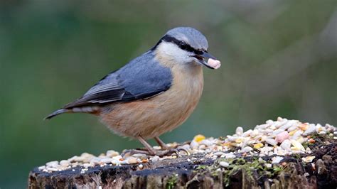 Fall Birds Wallpapers - 4k, HD Backgrounds on WallpaperBat