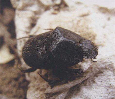 沙氏亮嗡蜣螂-中国昆虫生态-图片