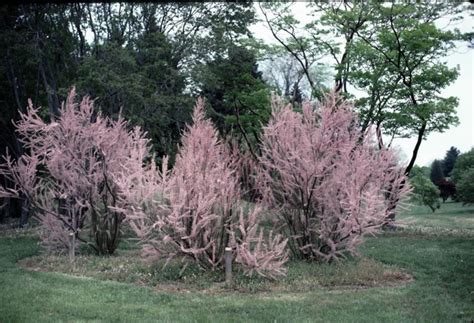 Tamarix parviflora - small-flower tamarisk | The Dawes Arboretum