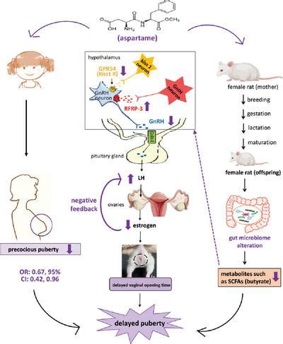 Autoadrogynephilia 的图像结果