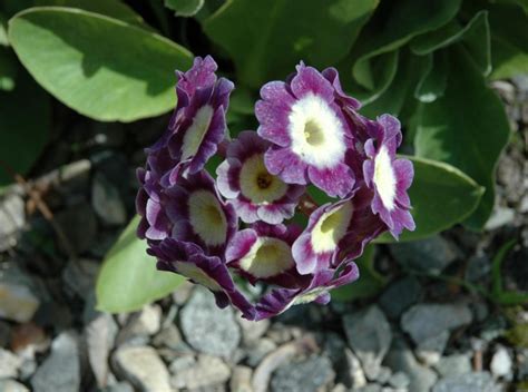 Primula × pubescens - Hageaurikkel, Garden Auricula | Ringve Botanical ...