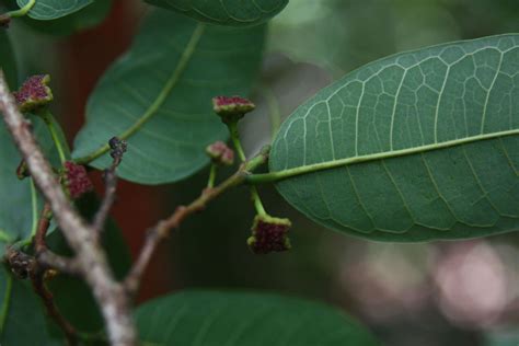 Brosimum guianense (Aubl.) Huber ex Ducke | Plants of the World Online ...