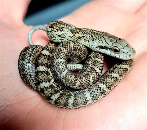My little Japanese rat snake, Otachi. She just arrived today, but she's ...