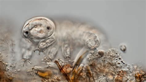 Qué son los osos de agua y por qué podrían sobrevivir a los desastres ...