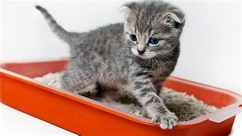 Memahami Cirit Birit pada Anak-Anak: Gejala, Penyebab, dan Penanganannya