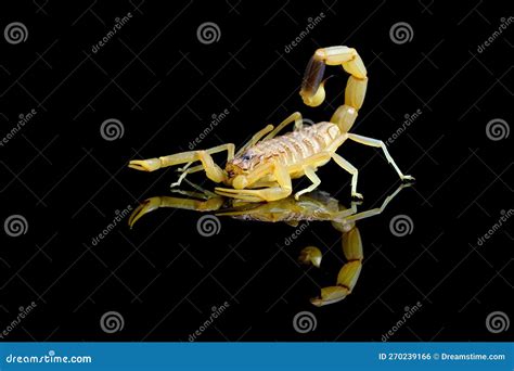 High venomus scorpion stock photo. Image of wild, scorpion - 270239166