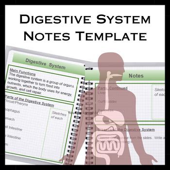 Image result for Digestive System Template