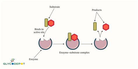 Enzymes And Substrates Examples Catalysis Driven By An