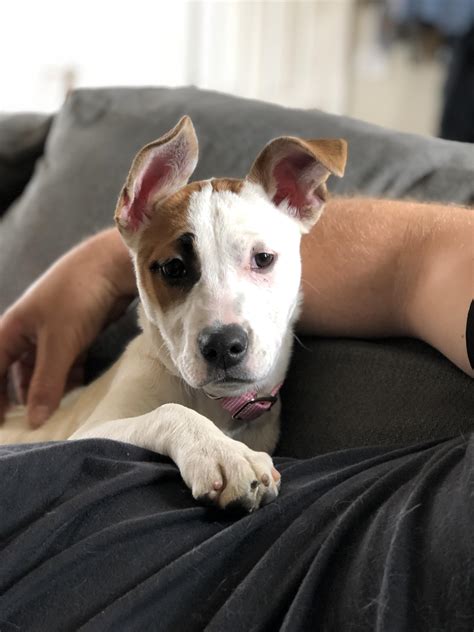 Saint Bernard Pitbull Mix Puppies