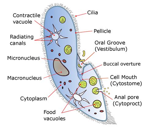 Prelim Biology: Unicellular to Multicellular - What is Cell Specialisation?