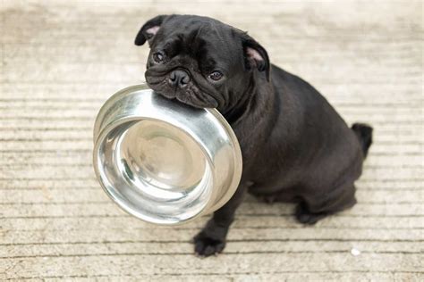 10 Best Dog Foods For Pugs: Tasty Choices For Little Buds