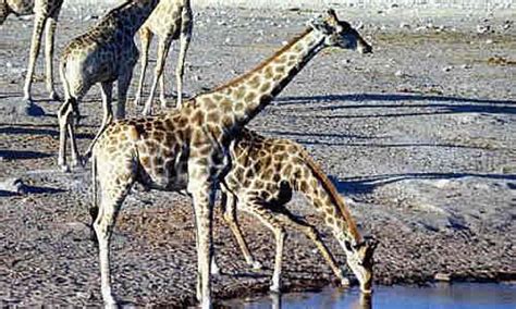 Image result for Monitor Network Python Project