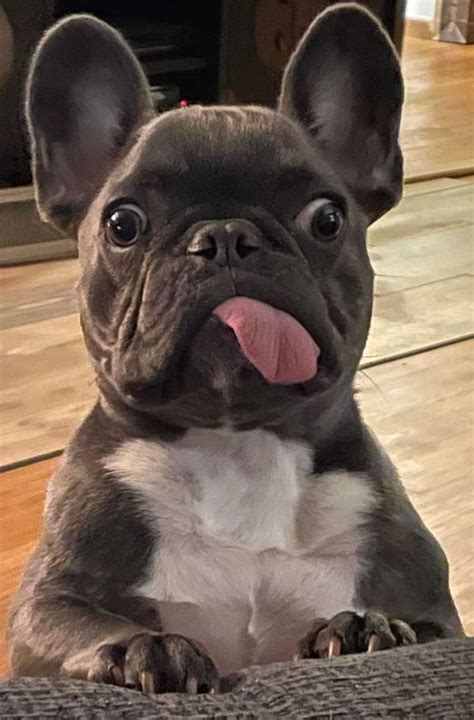 How much exercise does a french bulldog need – Artofit