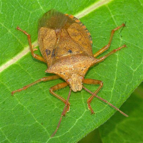 Spined Soldier Bug – Free Shipping | Planet Natural