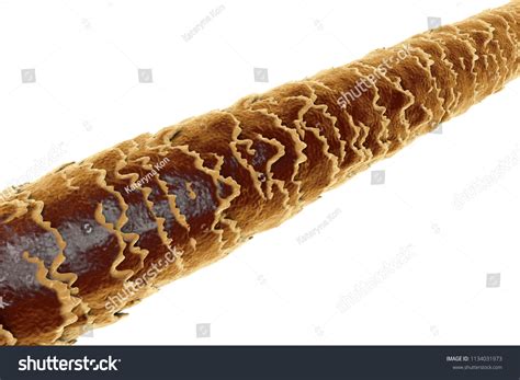 Human Hair Strand