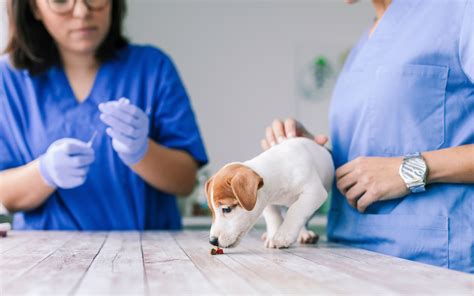 De Worming Dogs Naturally 的图像结果