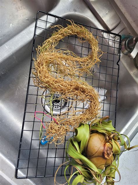 Spanish moss after an hour soak. Did I let it dry out too much? 🫣 : r ...