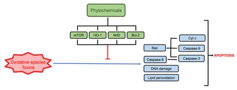 Modulation of Cell Death Pathways for Cellular Protection and Anti ...
