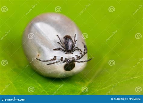 Deer Ticks Couple Mating Close-up on Green Leaf Background. Ixodes Ricinus or Scapularis Stock ...